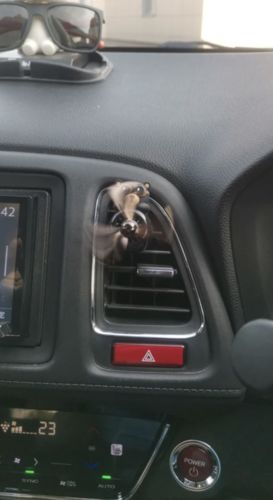 Customer photo review of YunixBear™ - Car Air Freshener