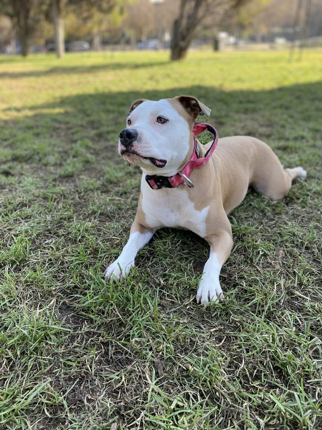 Customer photo review of 4cm Combat® Collar | With Handle & Rated Clip - Bubblegum v2.0