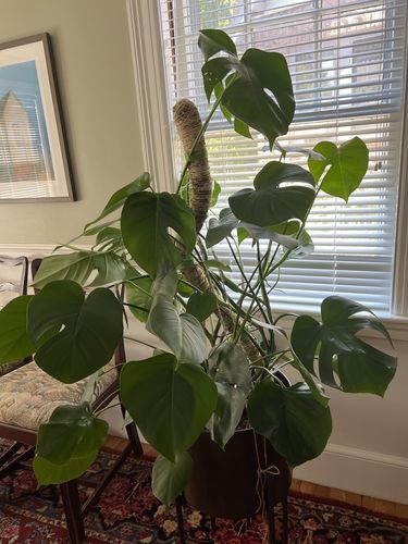 Customer photo of The Original Bendable Moss Pole™ - Best Seller (Pins Included) from Mary J.