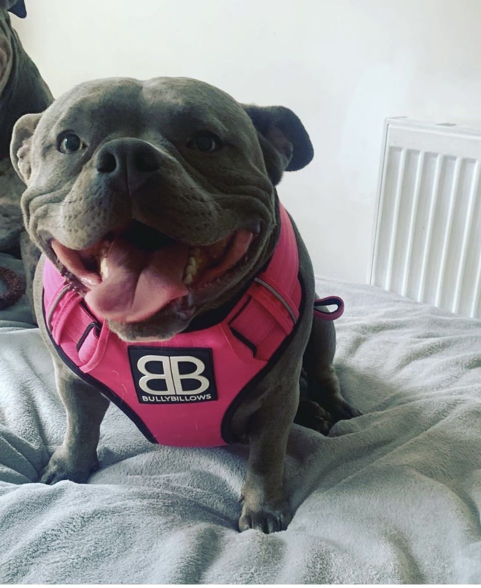 Customer photo review of Premium Comfort Harness | Non Restrictive & Adjustable - Magenta
