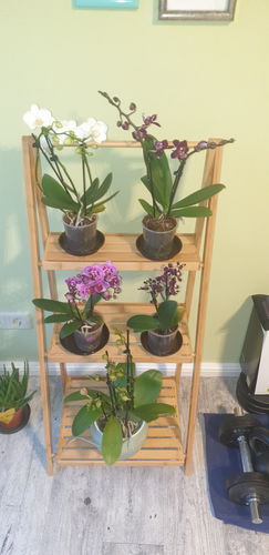 Customer photo review of Große Two of Us Duftorchidee Bolgheri mit rosa-orangenen Blüten und 4+ Rispen