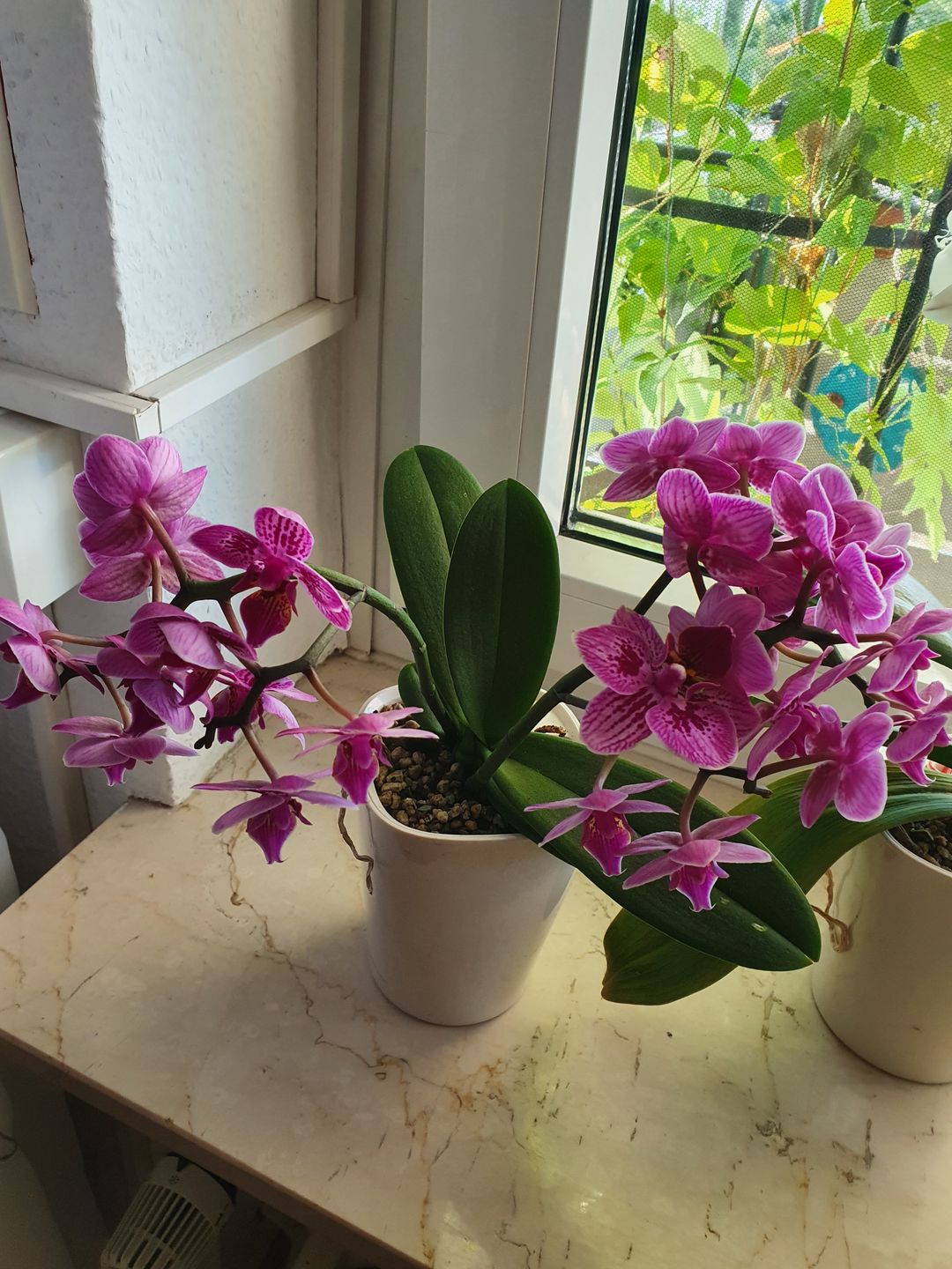 Customer photo review of Table Dance Aliyah Spots mit lila-rosa gefleckten Blüten mit 2+ Stielen