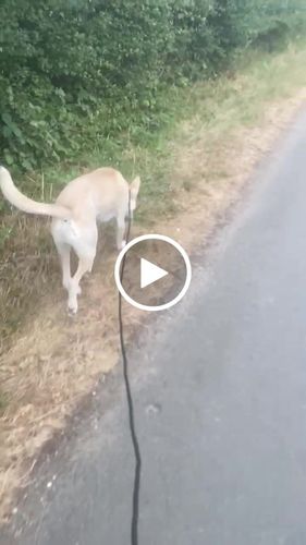 Customer video review of Ragnar Slip Leash