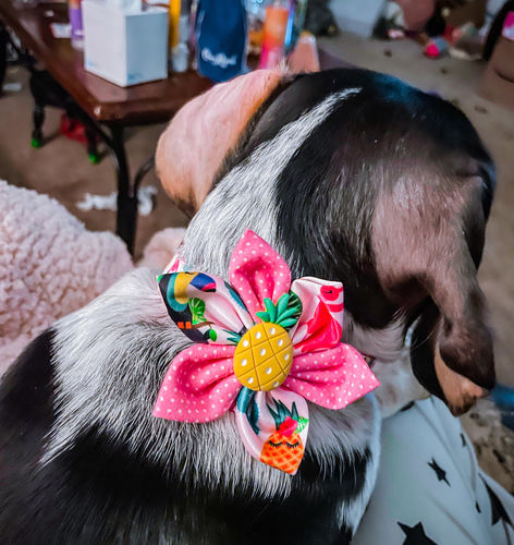 Customer photo review of Dog collar with flower - Toucan, Pineapple, and Flamingo