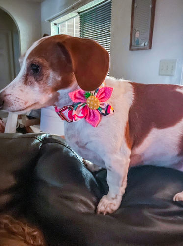 Customer photo review of Dog collar with flower - Toucan, Pineapple, and Flamingo