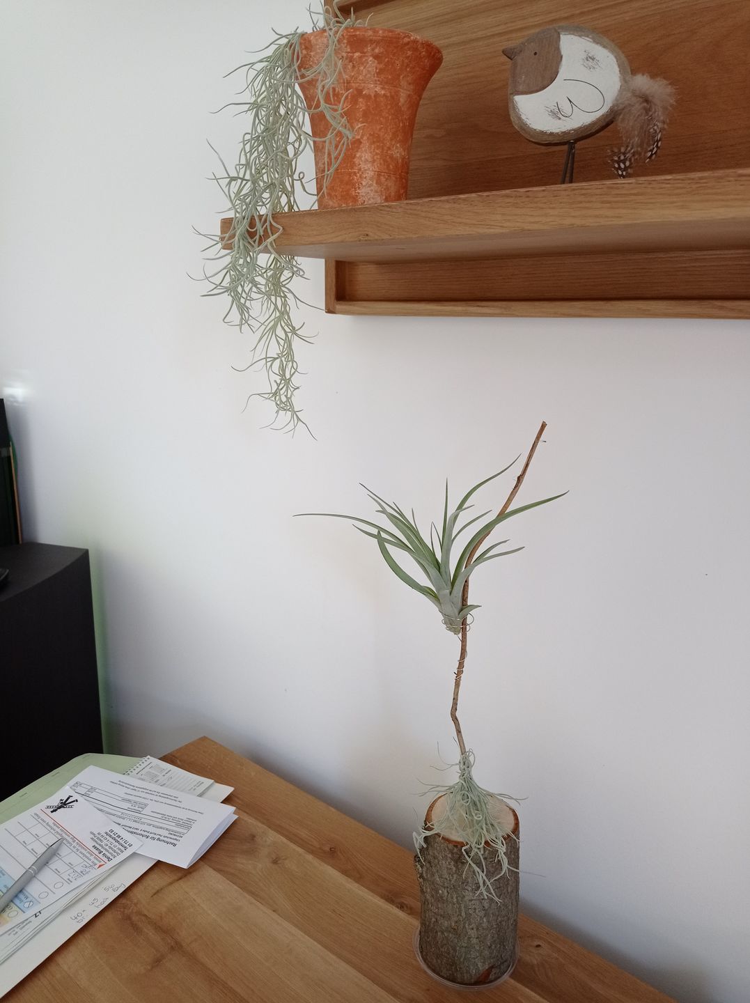 Customer photo review of Tillandsia capitata var. peach