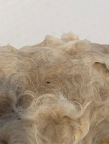 Customer photo review of BadBomb™ Hundars Anti-Loppduschbomb