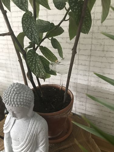 Customer photo review of Mon petit oiseau - Le Jardin de Mamie®