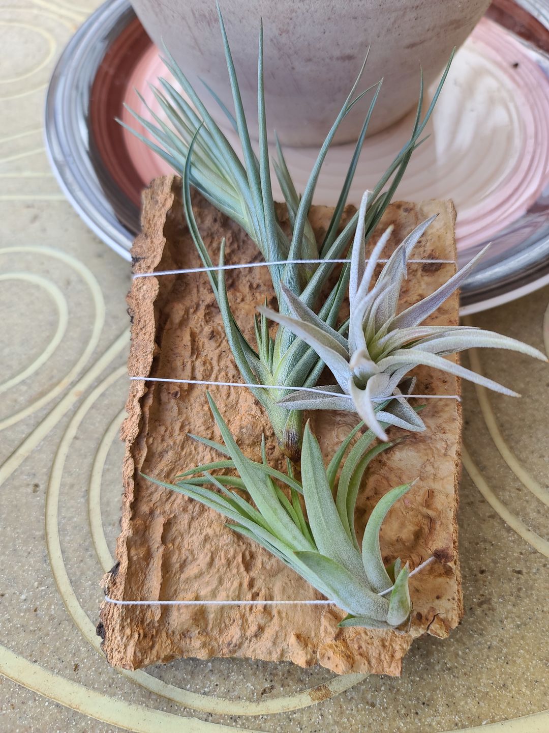 Customer photo review of Harrisii  (Easy Care Plant)  *Cannot Be Shipped Internationally*