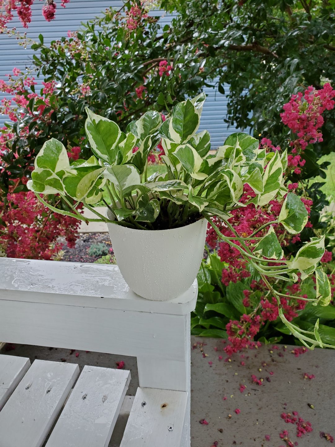 Customer photo review of 4" Pothos Epipremnum aureum 'Pearls and Jade'