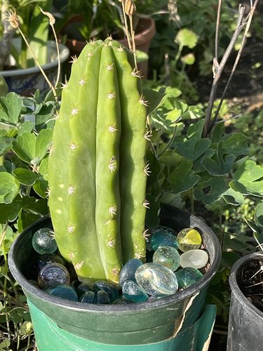 Customer photo review of San Pedro Cactus | Echinopsis pachanoi