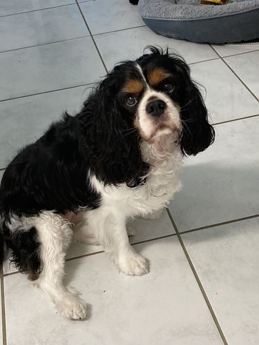 Customer photo review of DoggieBalm Natural Manuka & Hemp Shampoo and Conditioner