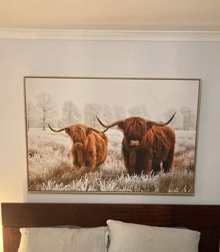 Customer photo review of Pair Highland Cows