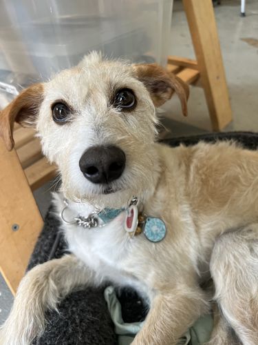 Customer photo review of Paw & Bones