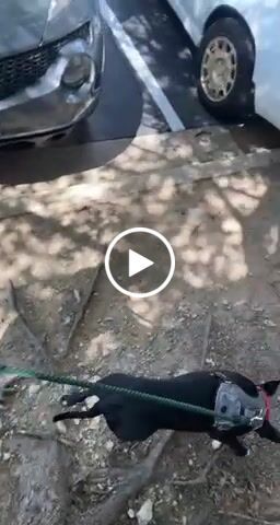 Customer video review of Hands-Free Cotton Rope Leash