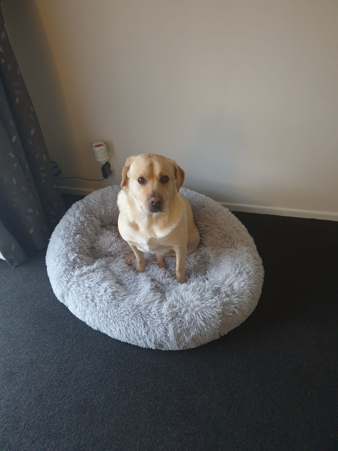 Customer photo review of Pawz Running Bum Bag