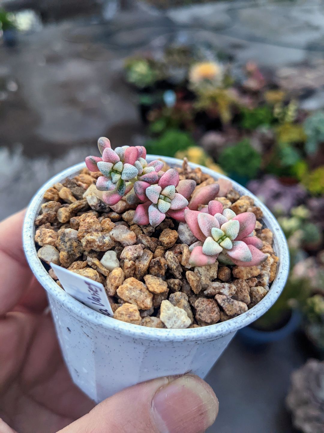 Customer photo review of Crassula deltoidea variegata
