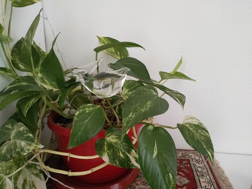 Customer photo review of Mon petit oiseau - Le Jardin de Mamie®