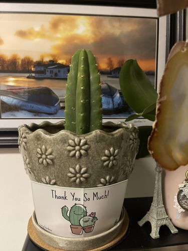 Customer photo review of San Pedro Cactus | Small | Echinopsis pachanoi
