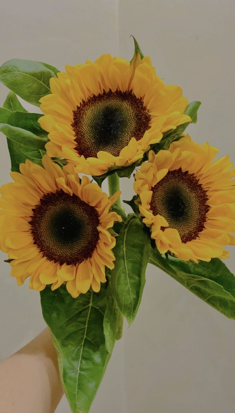 Customer photo review of Sunflowers