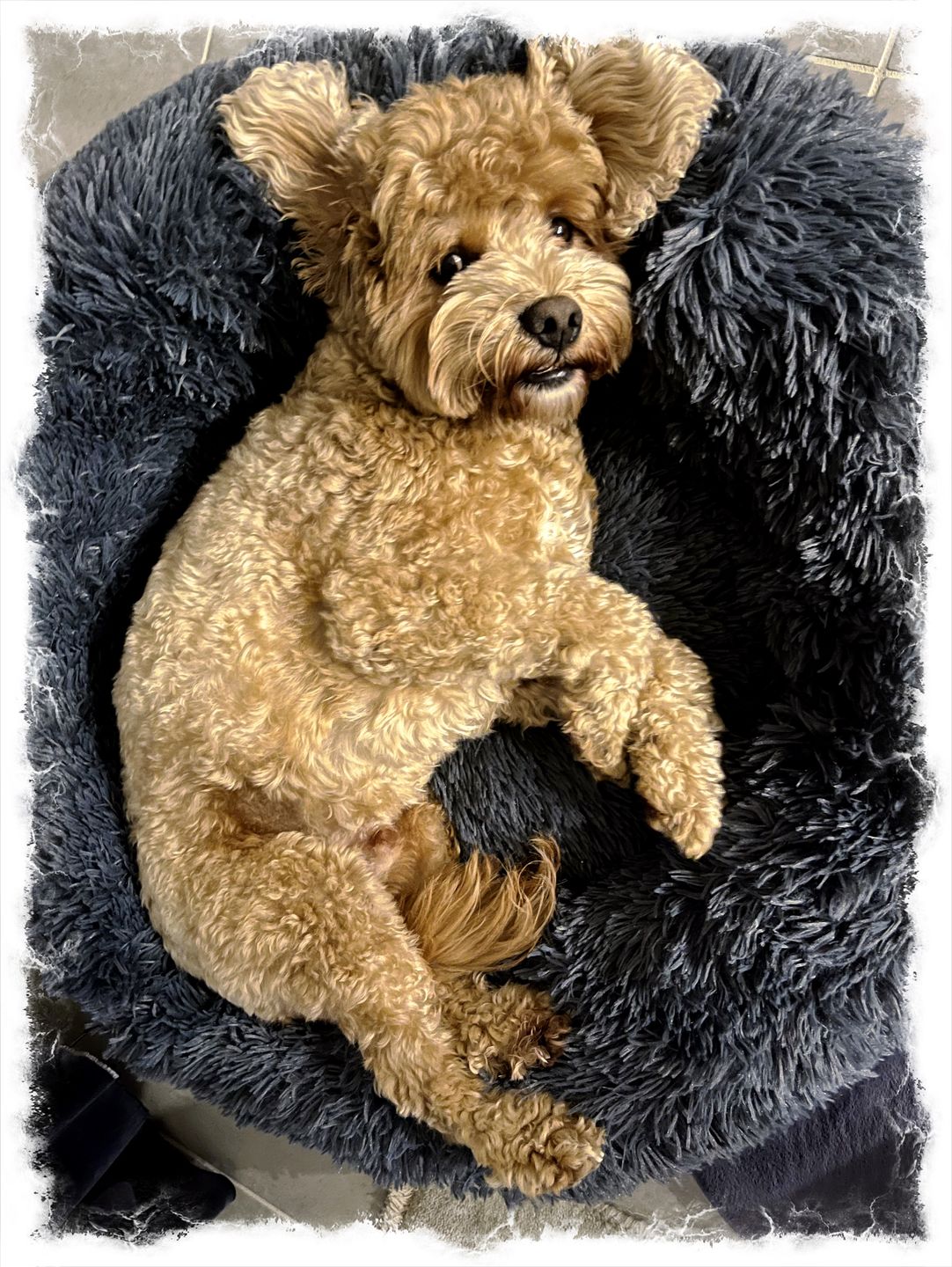 Customer photo review of Calming Dog Bed