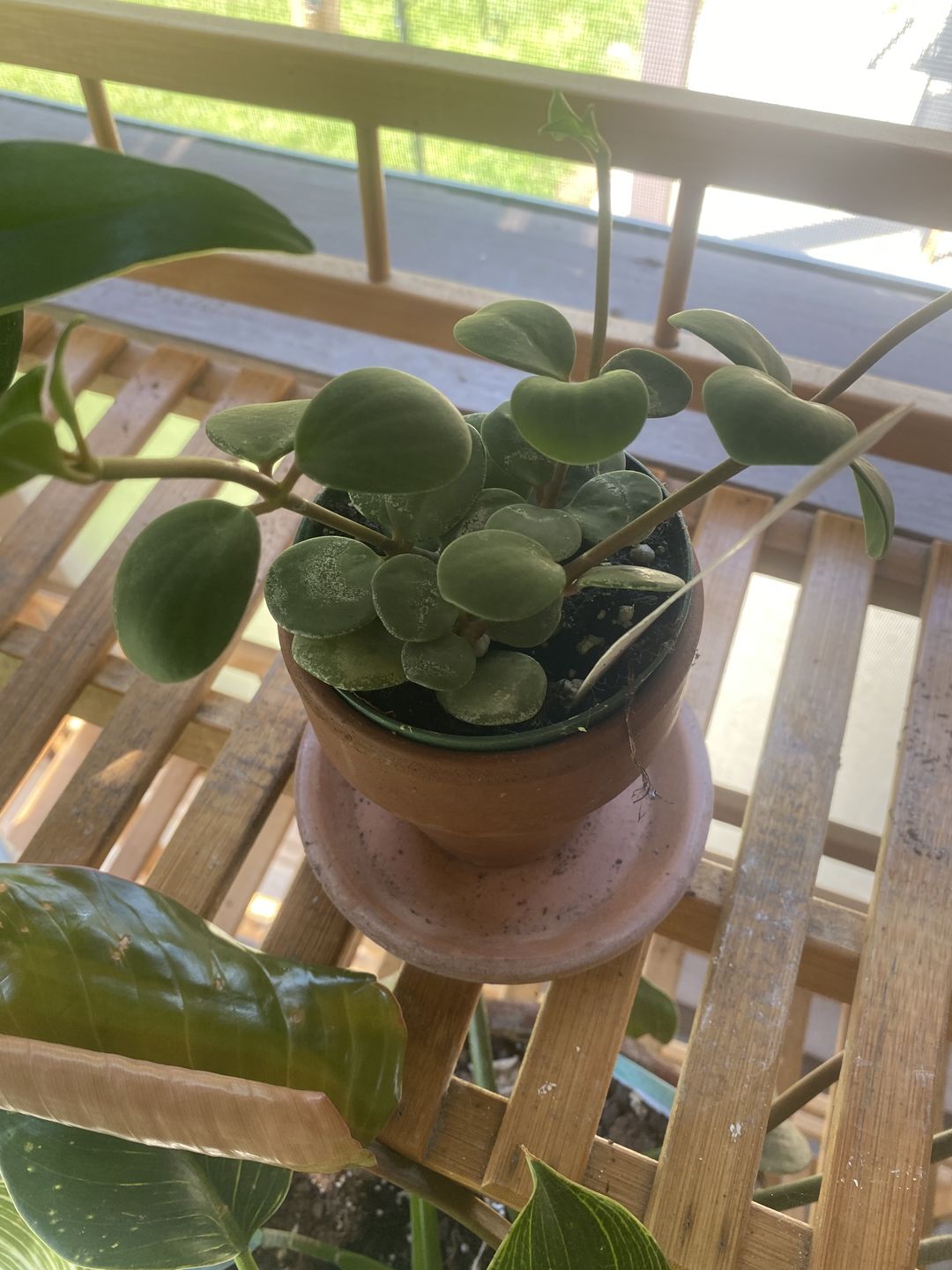 Customer photo review of 3" Peperomia 'Hope'