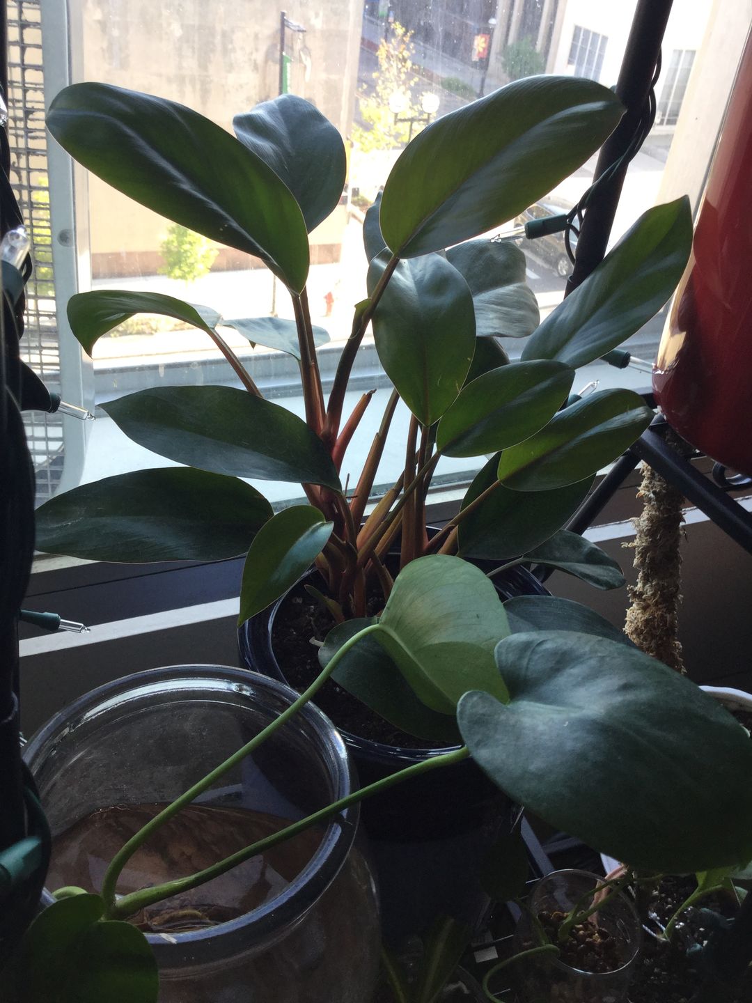 Customer photo review of 4" Philodendron 'Red Congo Mini'
