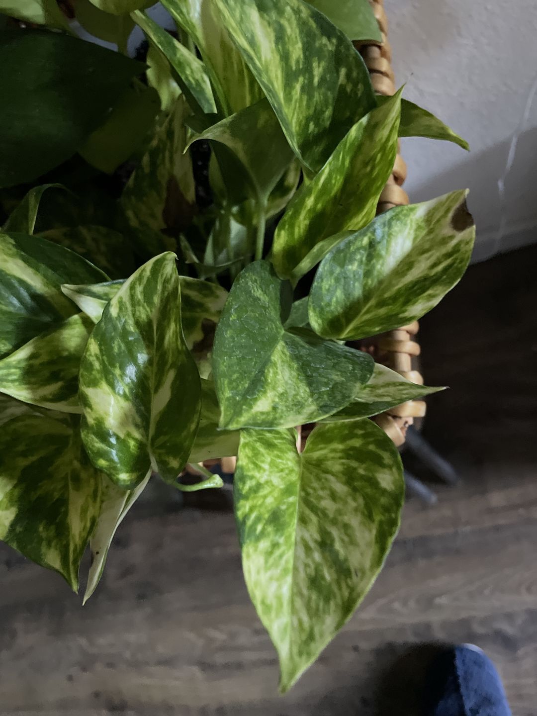 Customer photo review of 4" Pothos Epipremnum aureum 'Golden'