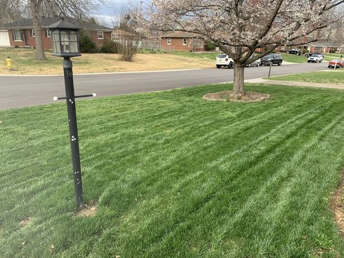 Customer photo review of GCI Turf Type Tall fescue Grass Seed