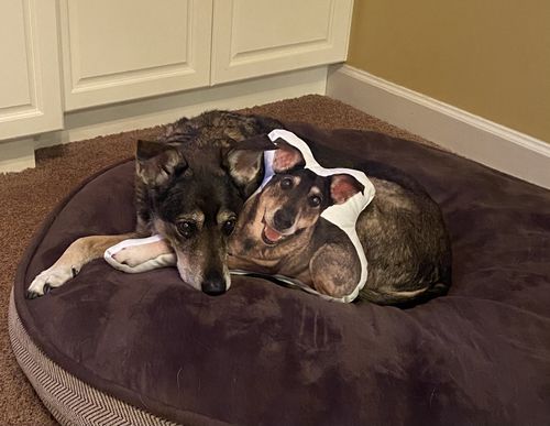 Customer photo review of Create A Custom Dog Pillow