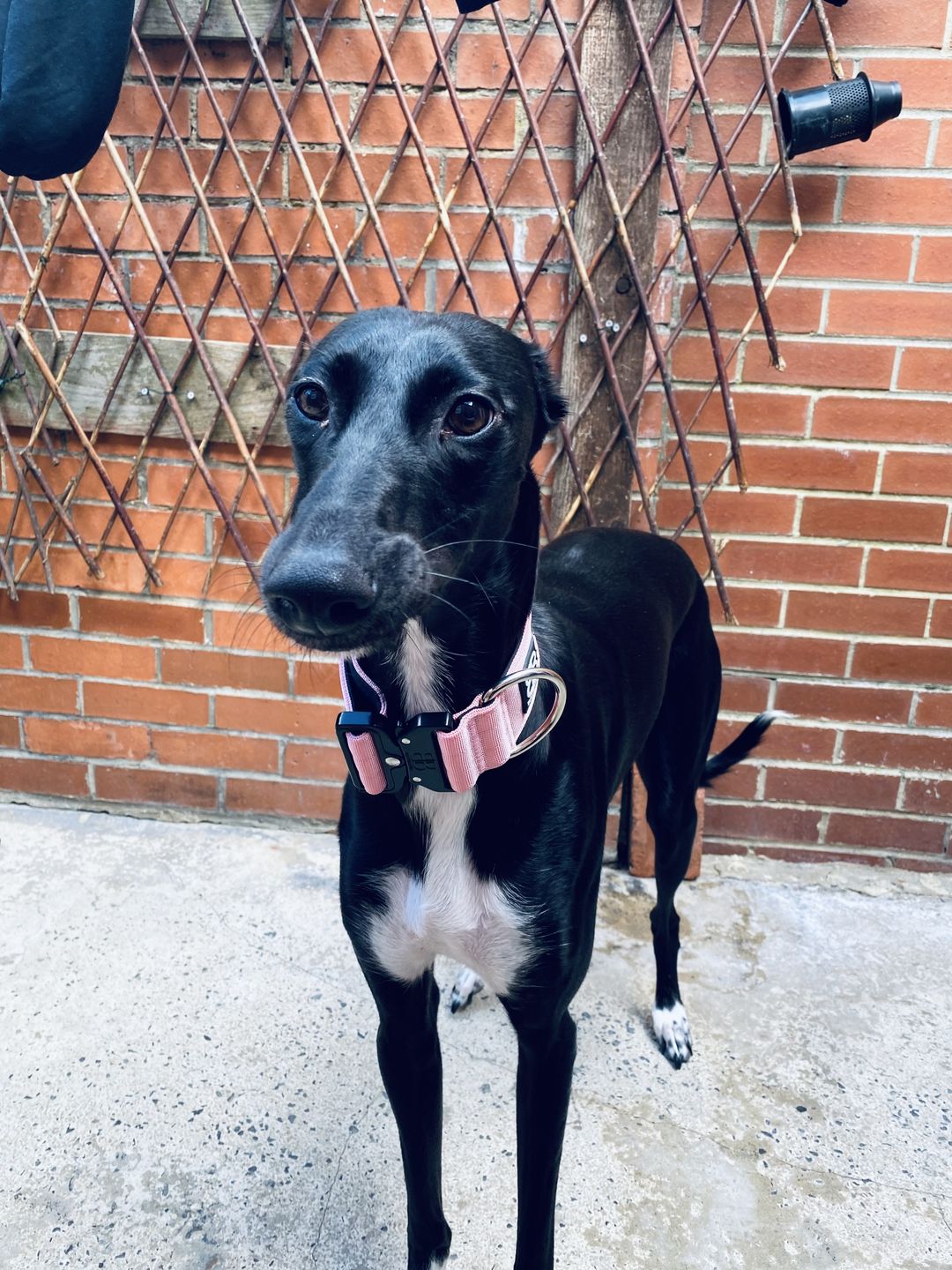 Customer photo review of 5cm Combat® Collar | Rated Clip - NO HANDLE - Pink v2.0