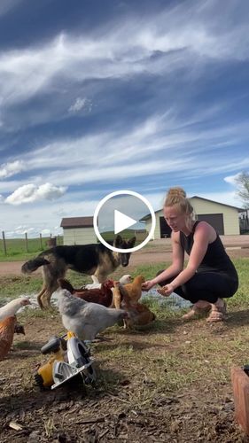 Customer video review of GrubTerra Dried Black Soldier Fly Larvae