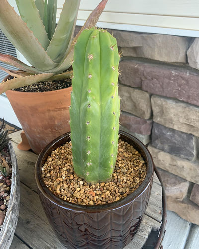Customer photo review of San Pedro Cactus | Echinopsis pachanoi