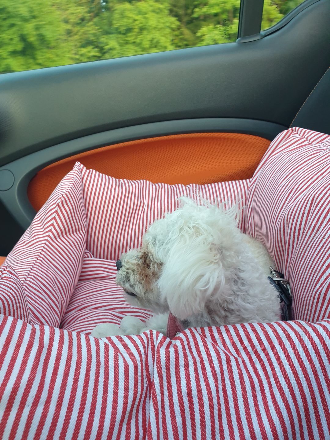 Customer photo review of Hunde Trinkflasche inkl. Futterbehälter