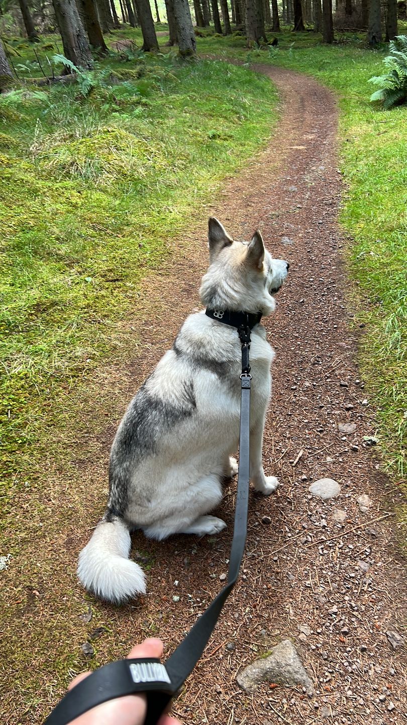 Customer photo review of Billowthane® Swivel Lead | Anti-Tangle & Waterproof - Matte Black