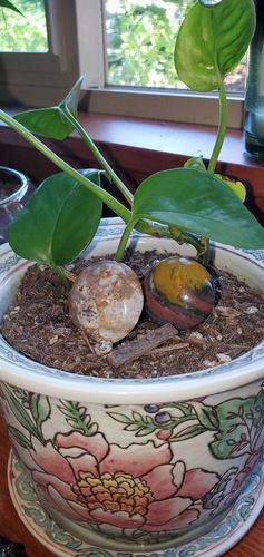 Customer photo review of Mini Ocean Jasper Mini Pebbles (Set of 2)