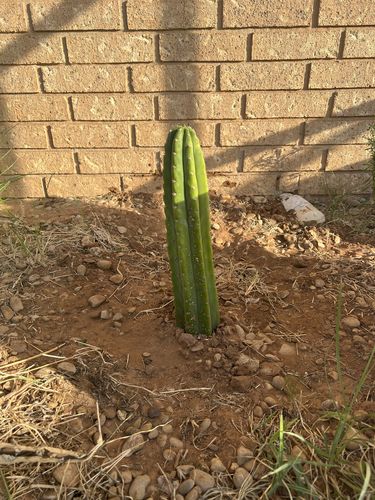 Customer photo review of San Pedro Cactus Cuttings | Echinopsis pachanoi Cuttings