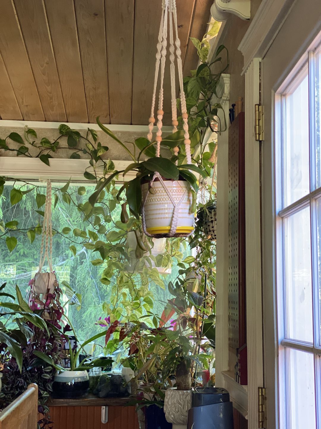 Customer photo review of 5" Carnivorous Nepenthes 'Alata' Hanging Basket