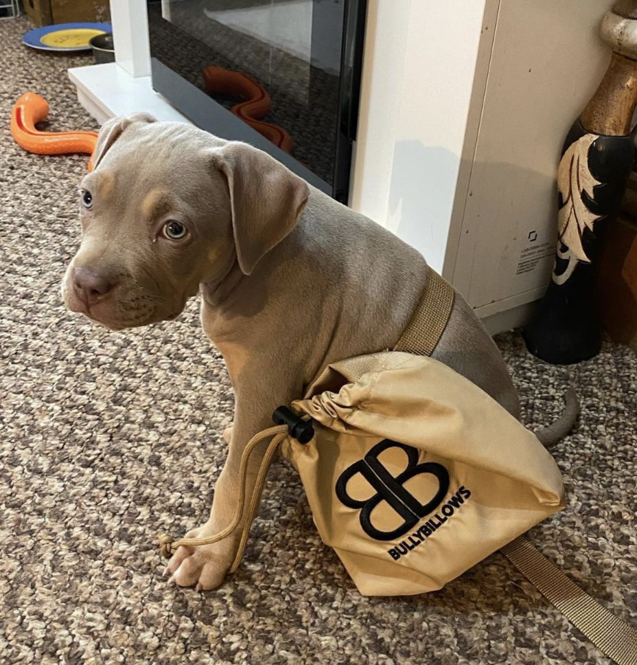 Customer photo review of Dog Treat Pouch - Military Tan