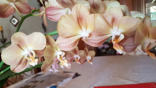 Customer photo review of Orchideendünger in Dosierflasche, hochkonzentriert