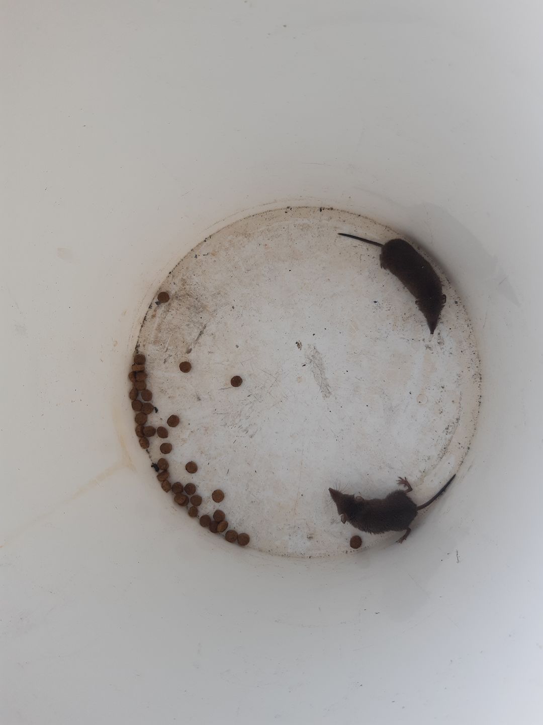 Customer photo review of Piège à Rats, Mulots et Souris à Trappe intelligente