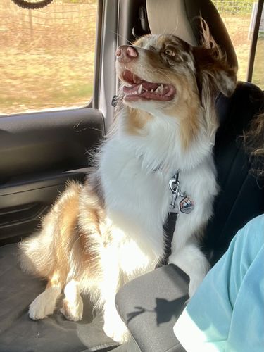 Customer photo review of Explorer Silicone