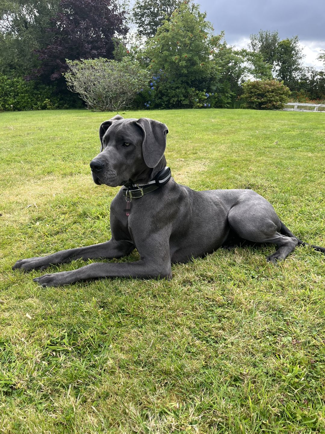 Customer photo review of Gps Dog Fence