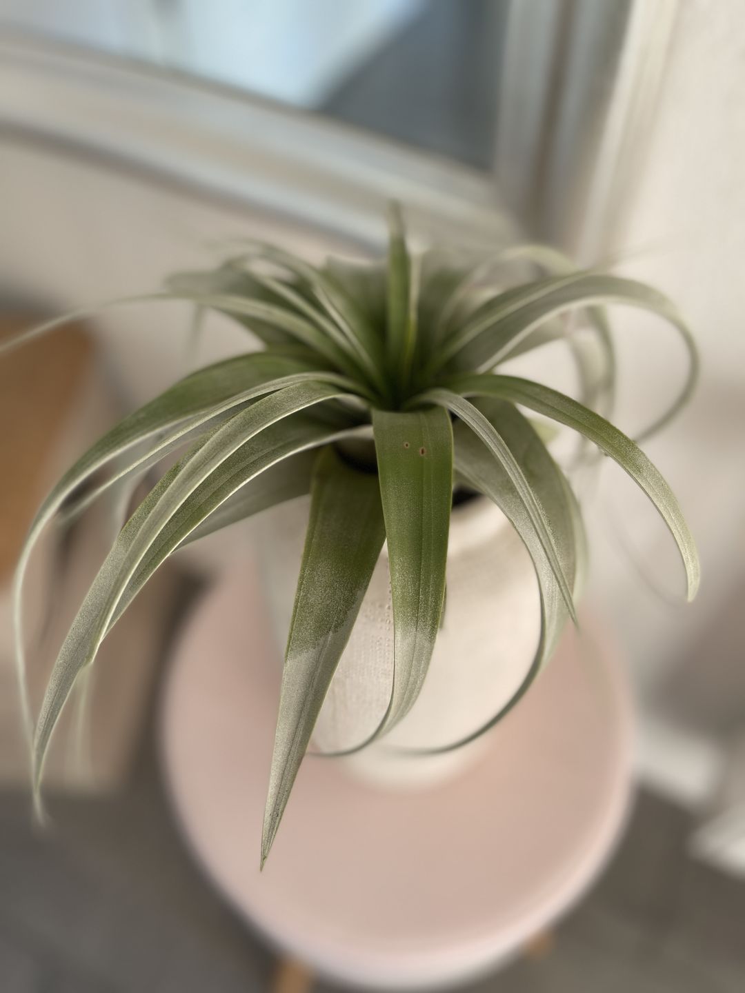 Customer photo review of Tillandsia xerographica