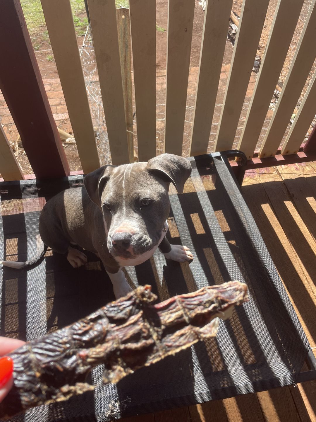 Customer photo review of Premium Kangaroo Chews