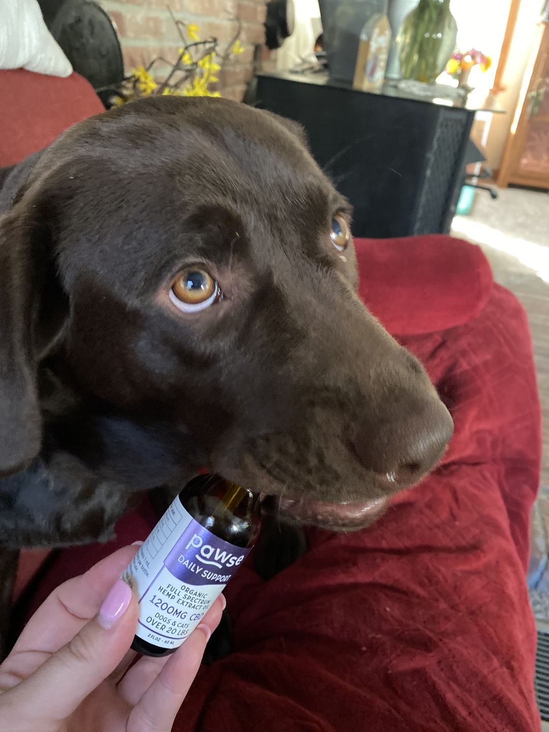 Customer photo review of Daily Support - Full Spectrum Hemp CBD Oil - For All Pets Over 20 Pounds