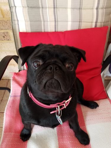 Customer photo review of Ultimate Coat Care Pack
