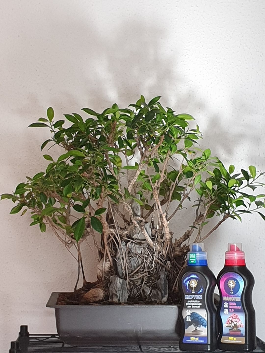 Customer photo review of NANOTEK CB® (DNA BONSAI 2.0)