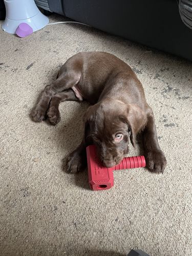 Customer photo review of The Fenrir Hammer