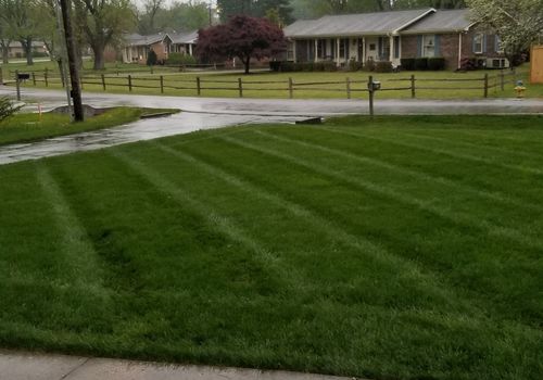 Customer photo review of GCI Turf Type Tall fescue Grass Seed